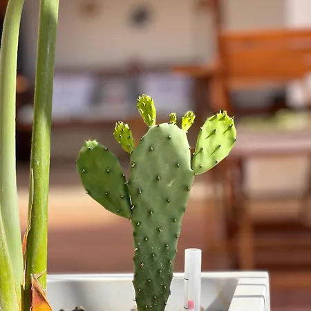 Couette-café B&B Santa Maria Di Leuca Santa Maria di Leuca